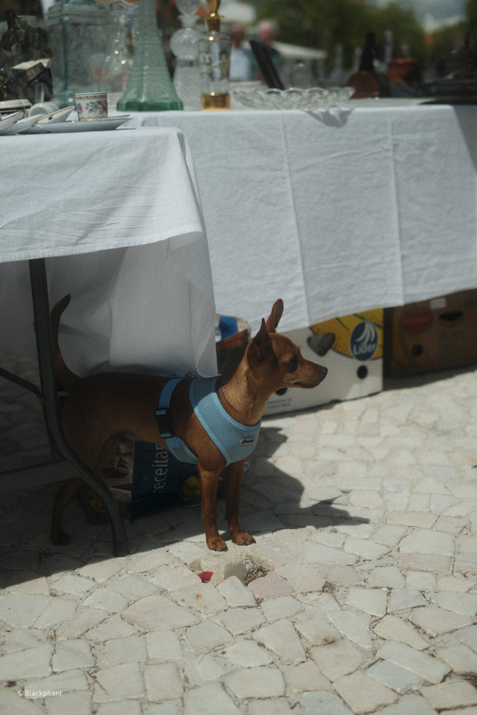 Estremoz Antique Flea Market by Blackphant