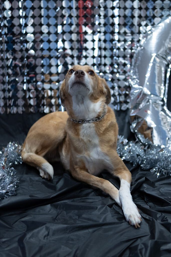 Dog Photoshoot - Iris turned 10 | Blackphant